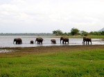 Minneriya National Park, Elephants, Une semaine Sri Lanka
